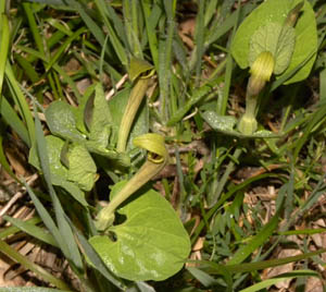 Aristolochia pallida / Aristolochia pallida